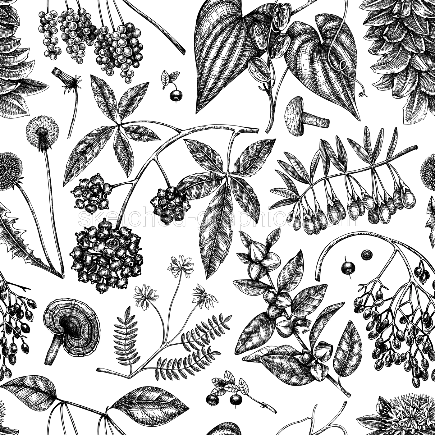 Adaptogenic plants background. Hand-sketched medicinal herbs, weeds, berries, leaves seamless pattern. Perfect for brands, label, packaging. Hand sketched adaptogens outlines. Botanical illustrations. Illustration